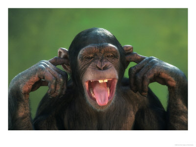 [Image: chimpanzee-with-its-fingers-in-its-ears.jpg]
